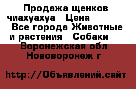 Продажа щенков чиахуахуа › Цена ­ 12 000 - Все города Животные и растения » Собаки   . Воронежская обл.,Нововоронеж г.